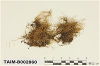 藏品(平苔科)的圖片